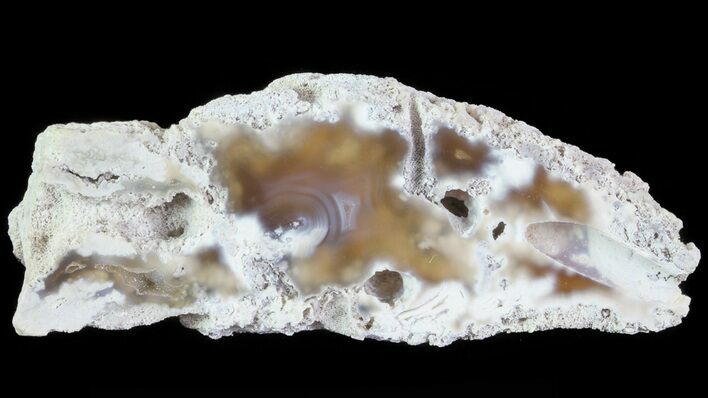 Agatized Fossil Coral Geode - Florida #66845
